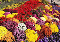 无性系深夜视频在线--花园小菊