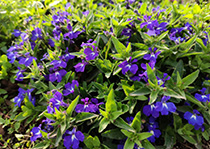 无性系深夜视频在线--六倍利