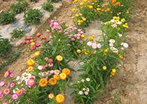 无性系深夜视频在线--麦秆菊